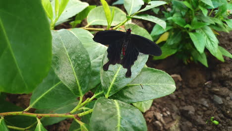 Nahaufnahme-Eines-Schwarzen-Und-Roten-Pachliopta-Kotzebuea-Oder-Rosa-Rosenschmetterlings-Auf-Einem-Blatt