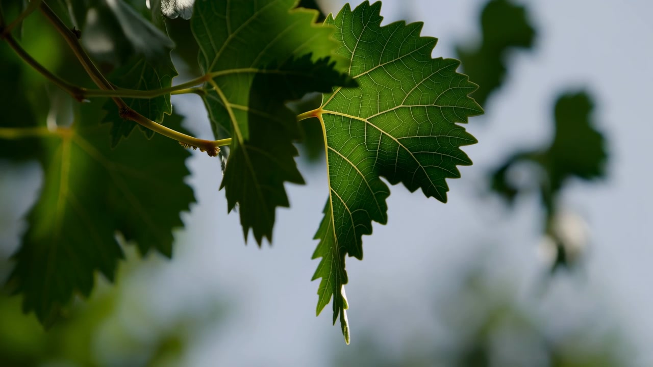 Fresh green grapevine leaves hang from a slender branch, with soft daylight and a blurred garden backdrop creating a calm natural scene