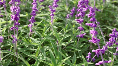 lavender flowers swaying in the breeze