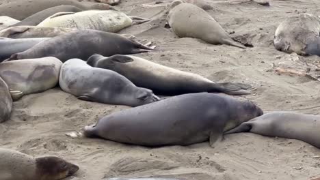 una toma cinematográfica de primer plano que rastrea el vientre de una foca elefante flotando por la arena en piedras blancas, california.