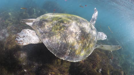 una vista submarina de cerca mientras una tortuga marina nada sobre un sistema de arrecife poco profundo con el sol parpadeando a través del agua del océano