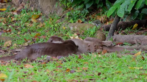 smooth coated otter grooming each other