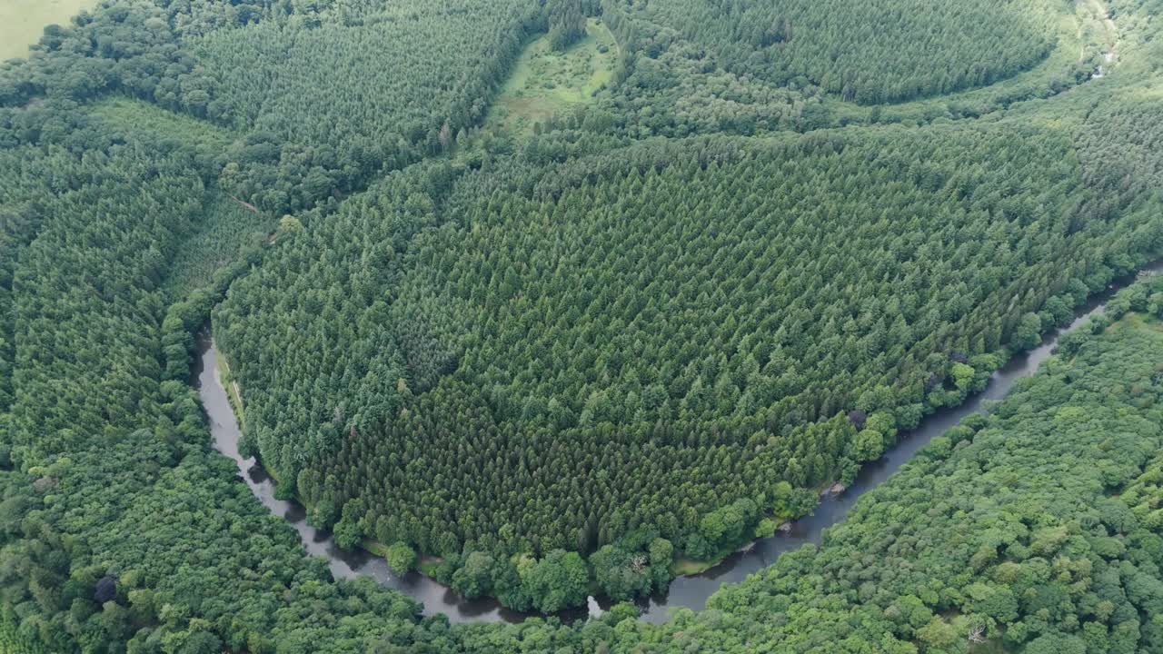Aerial View of a Forest with a River Meandering Through It