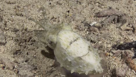 crinoid-cuttlefish-walks-over-coral-reef-at-night-using-arms-es-legs,-close-ups-shot