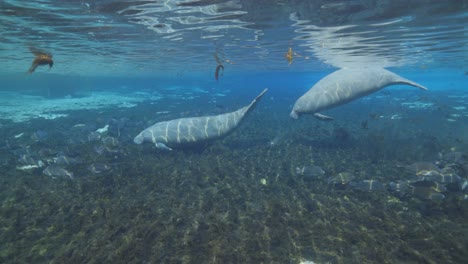 Manatees-diving-down-in-blue-natural-Florida-spring-water