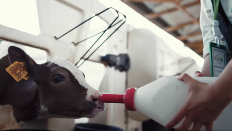 worker feeding calf farming facility closeup. animal care at dairy farmland.