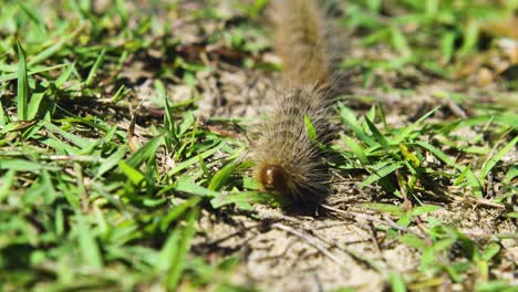 línea de conga de polilla procesionaria de pino en hierba