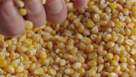 hand inspecting dry and maize corn kernels