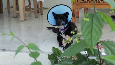 a sick black dog with protective collar wake up on ceramic floor
