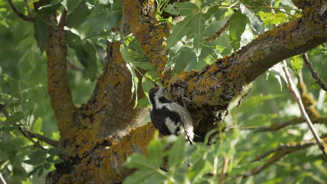 pico de pájaro carpintero manchado dentro del árbol