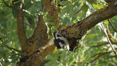 Pico-De-Pájaro-Carpintero-Manchado-Dentro-Del-árbol