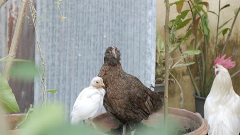 free range chicken , hen with her son while eating finding food on ground