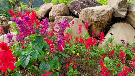 Wunderschöne-Lila-Und-Rote-Salvia-Splendens-Blüten-Im-Tropischen-Garten-Mit-Einem-Felshintergrund-Wirken-Ruhig-Und-Friedlich