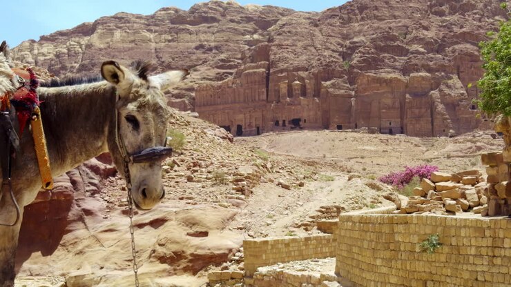 el burro en petra, jordania