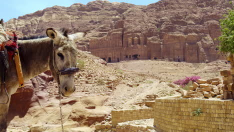 donkey in petra, jordan