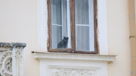 cat sitting on the window