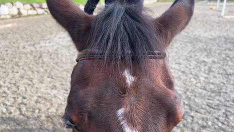 close-up of white and brown horse with bridle and unrecognizable jockey on saddle