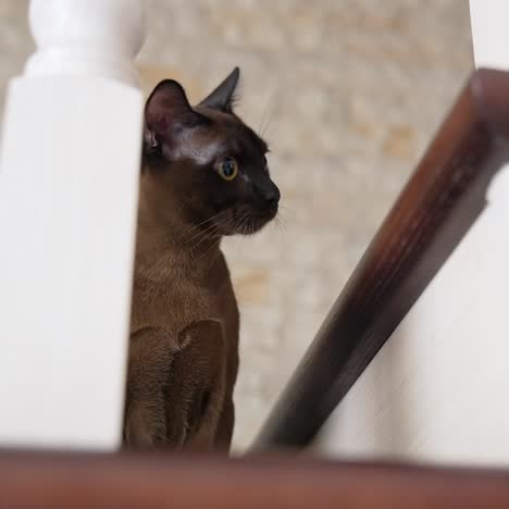 cat on stairs at home