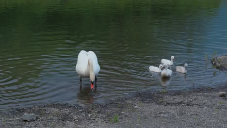 family of swans in the water