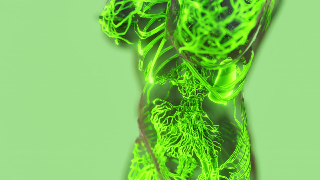 análisis de los vasos sanguíneos humanos exploración anatómica