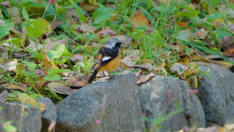 male daurian redstart bird jumps on rocks in autumn forest