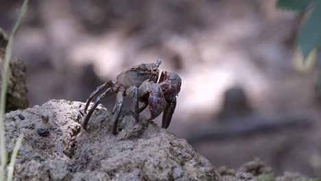 Tree-climbing-crab-resting-on-a-mud-lobster-mound-found-in-Nature's-Park-in-Singapore---zoom-in-shot