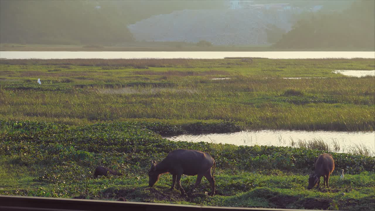 Water buffalo grazing in a lush wetland area with ponds and grass under soft evening light