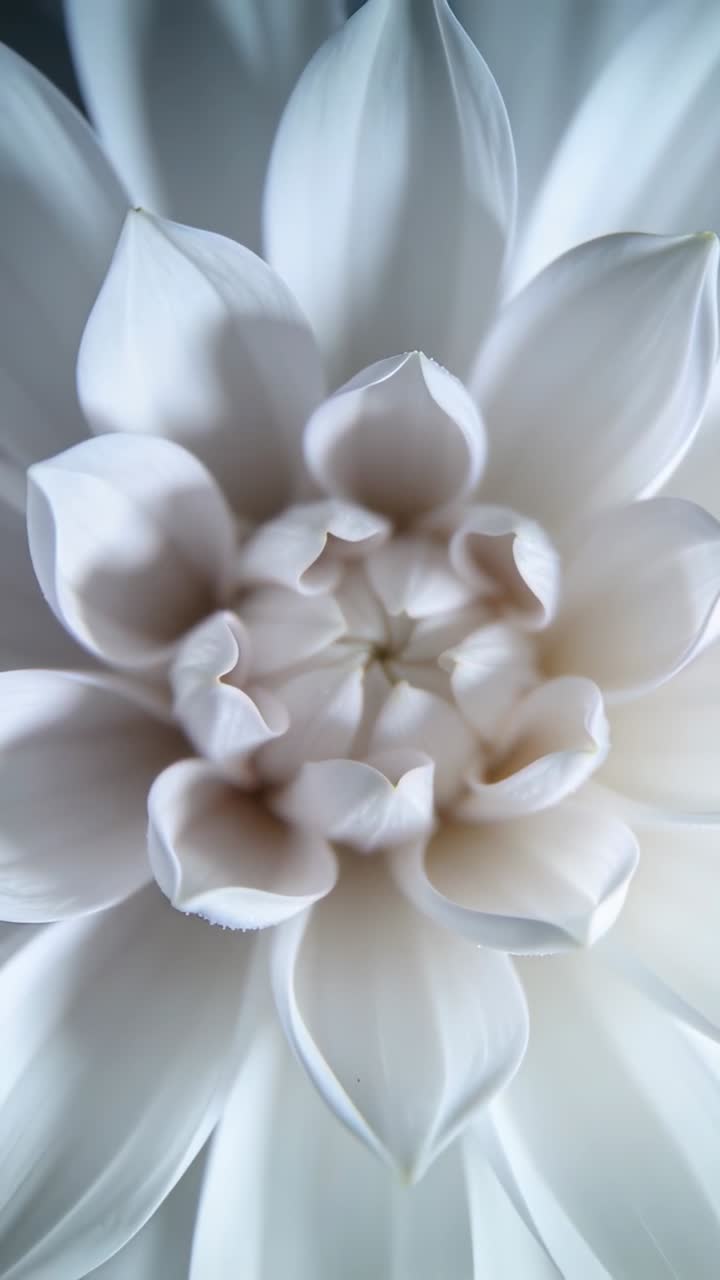 Video verticale: La telecamera si allontana rivelando un fiore bianco pallido in studio per mostrare i petali stratificati.