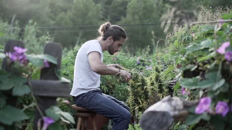 man harvesting cannabis plants