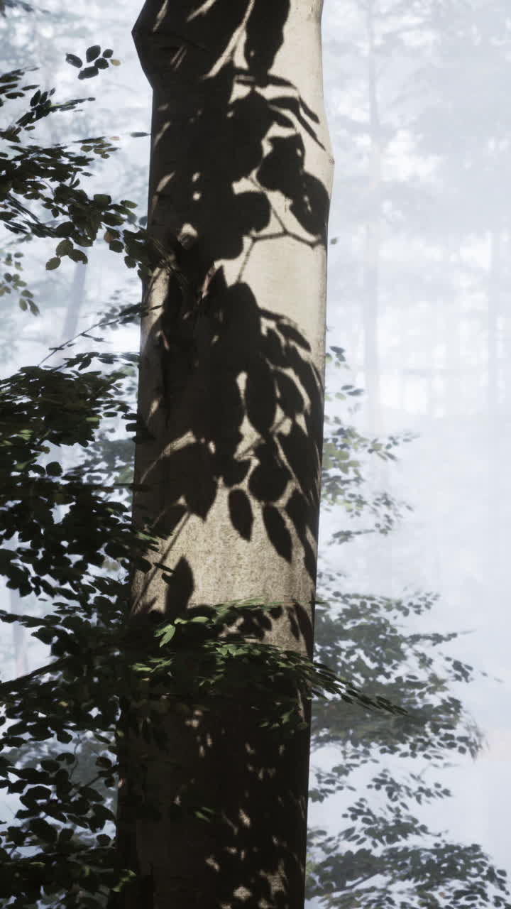 A tree trunk with leaves and shadows in a foggy forest