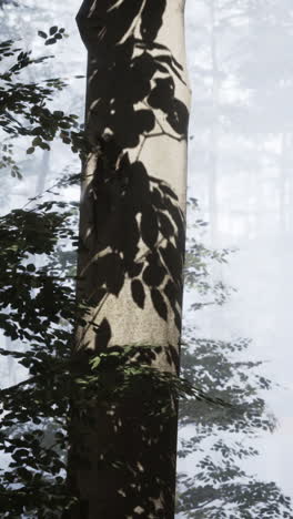 a tree trunk with leaves and shadows in a foggy forest