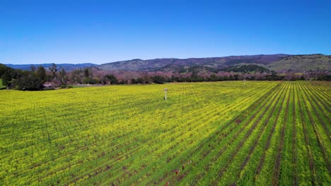 Panorámica-Aérea-De-Pájaros-Volando-Mientras-Se-Cierne-Sobre-Un-Vibrante-Campo-Amarillo-Y-Verde-De-Flores-De-Mostaza-En-El-Valle-De-Napa,-California.