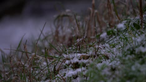 frosty grass in the winter cold