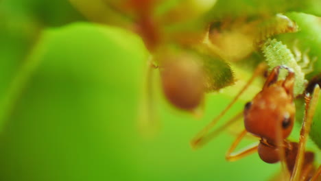 Macro-close-up-view-of-herder-red-ants-protecting-and-farming-aphids-for-honeydew,-a-sugar-rich-secretion-favored-by-ants-as-a-food-source