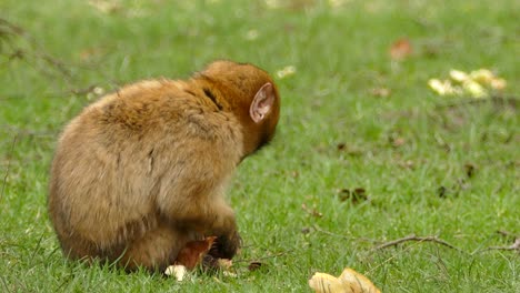 small-brown-monkey-eating-bread-that-it-was-given-by-a-tourist