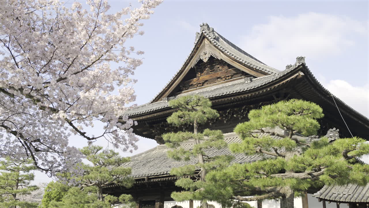 Stunning cherry blossoms trees blooming near historical architecture in Kyoto, Japan