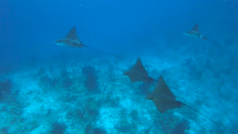 spotted eagle rays swimming in the ocean