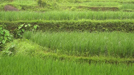 Beautiful-paddy-rice-field-on-foggy-morning,-zoom-out-view