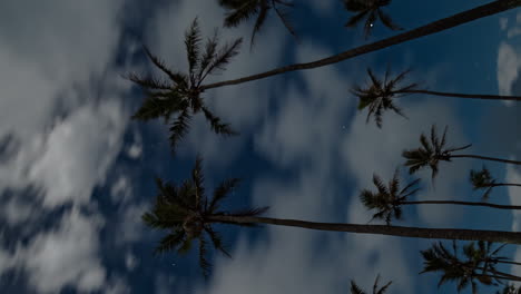 Low-angle-vertical-timelapse-of-clouds-moving-through-starry-sky,-tropical-pine-trees-in-foreground