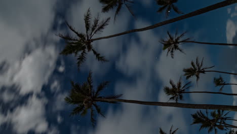 angulo bajo vertical del lapso de tiempo de las nubes que se mueven a través del cielo estrellado, pinos tropicales en primer plano