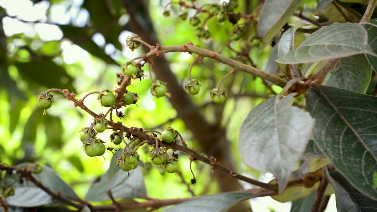 Close-up buah beri hijau kecil dan daun lebar tumbuh di cabang tanaman hutan, vegetasi hutan alami dan detail botani diambil di Jerman