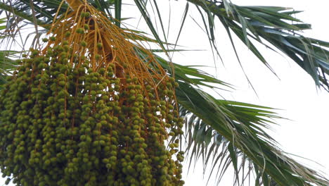 Nahaufnahme-Auf-Einem-Haufen-Grüner-Unreifer-Datteln-Mit-Den-Blättern-Der-Palme,-Die-Im-Wind-Weht