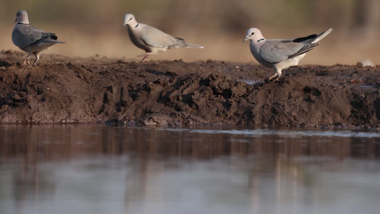 A flock of ring-necked doves having a drink at a waterhole in front of an underground hide. Blurred background and beautiful reflection, Mashatu Game Reserve, Botswana