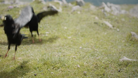 Alpine-Dohlen,-Die-Auf-Dem-Gras-Auf-Dem-Gipfel-Des-Berges-Raduha-Spazieren-Und-Zusehen