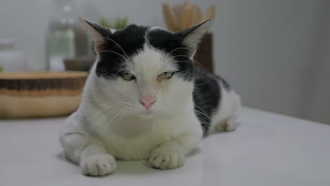 close-up portrait of beautiful black and white cat, bicolor cat