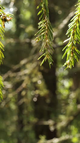 close-up of pine tree branches