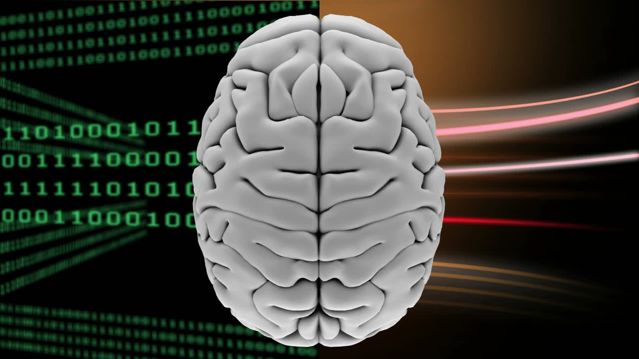 el cerebro blanco dividido en dos partes diferentes