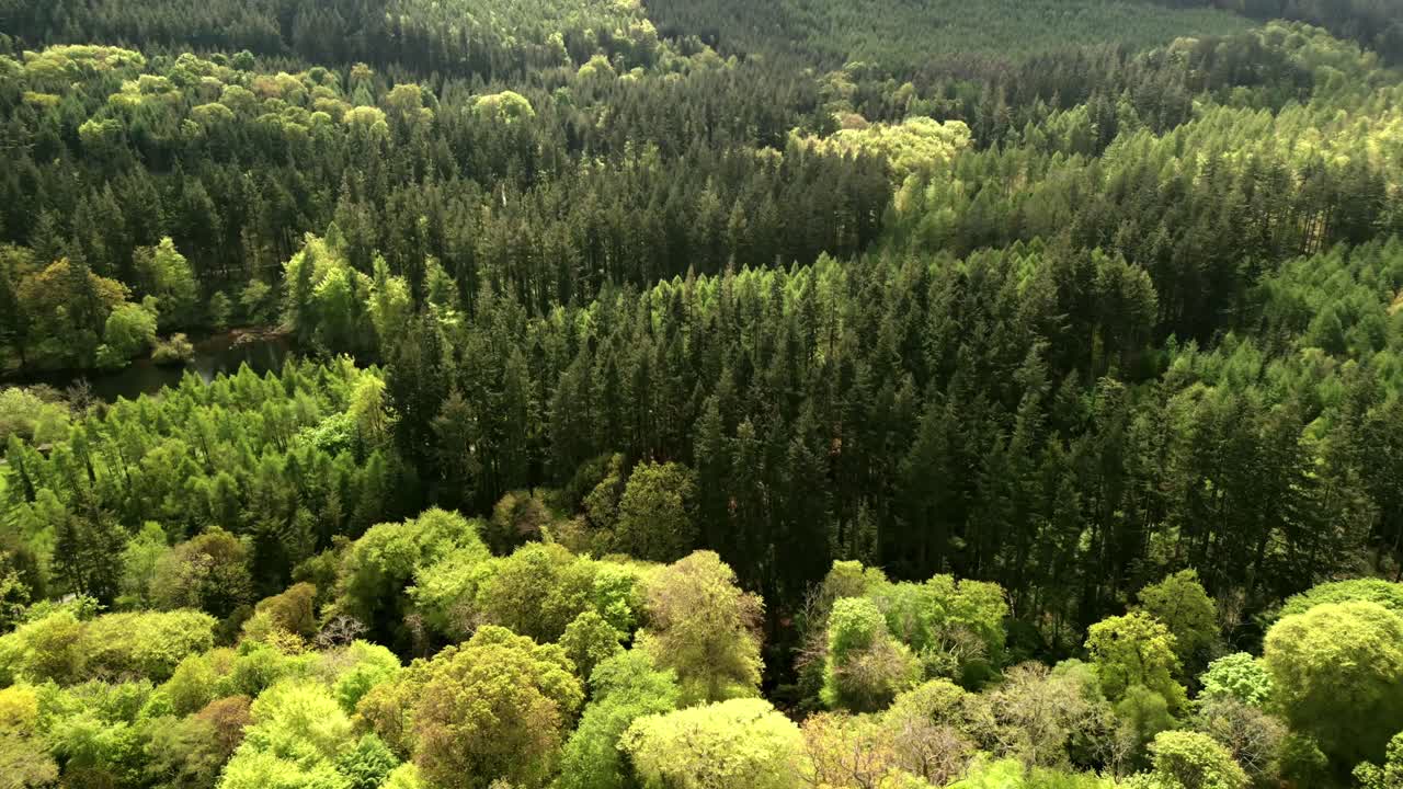 Veduta aerea dall'alto della foresta a Slieve Donard a Newcastle, Contea di Down nell'Irlanda del Nord, Regno Unito, in una giornata luminosa e soleggiata. Filmato in 4K, 60fps e con colore Rec709.