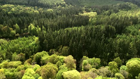 overhead aerial of the forest in slieve donard in newcastle, county down in northern ireland, uk on a bright and sunny day. filmed in 4k, 60fps and with rec709 color.