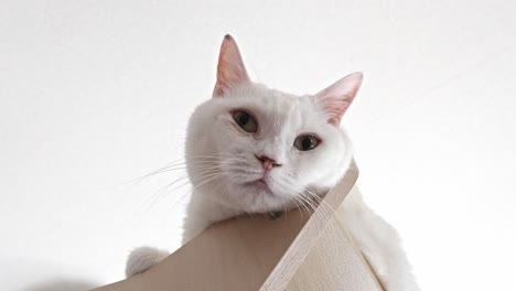 a curious white cat with wide, expressive eyes looks down from a cat tree, appearing playful and engaged against a bright, clean background.